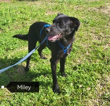 MILEY, Hund, Mischlingshund in Gießen