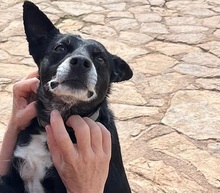 TIP, Hund, Ratero Mischling in Spanien