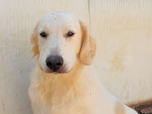 BRANDON, Hund, Mischlingshund in Italien - Bild 18