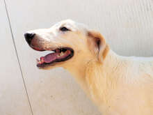 BRANDON, Hund, Mischlingshund in Italien - Bild 19