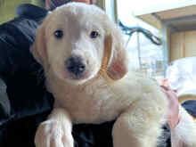 BRANDON, Hund, Mischlingshund in Italien - Bild 20