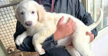 BRANDON, Hund, Mischlingshund in Italien - Bild 21