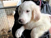 BRANDON, Hund, Mischlingshund in Italien - Bild 22