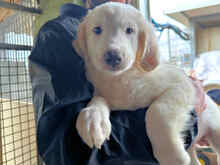 BRANDON, Hund, Mischlingshund in Italien - Bild 23