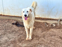 BRANDON, Hund, Mischlingshund in Italien - Bild 4