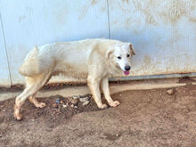 BRANDON, Hund, Mischlingshund in Italien - Bild 5