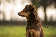 ZSERBO JETZT NALA, Hund, Mischlingshund in Viersen - Bild 13