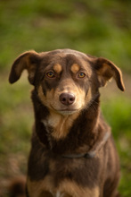 ZSERBO JETZT NALA, Hund, Mischlingshund in Viersen - Bild 14