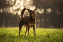 ZSERBO JETZT NALA, Hund, Mischlingshund in Viersen - Bild 15