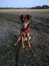 ZSERBO JETZT NALA, Hund, Mischlingshund in Viersen - Bild 4