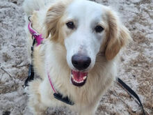 BLONDIE, Hund, Mischlingshund in Berlin - Bild 1