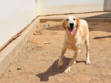 BLONDIE, Hund, Mischlingshund in Berlin - Bild 18
