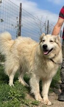 WOTAN, Hund, Mischlingshund in Rumänien