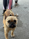 BUNNY, Hund, Französische Bulldogge in Ungarn