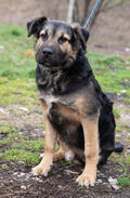 HARCOS, Hund, Mischlingshund in Ungarn