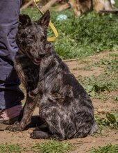 CIFRA, Hund, Mudi-Mix in Ungarn - Bild 1