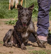 CIFRA, Hund, Mudi-Mix in Ungarn - Bild 2