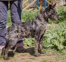 CIFRA, Hund, Mudi-Mix in Ungarn - Bild 3