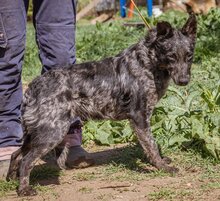 CIFRA, Hund, Mudi-Mix in Ungarn - Bild 4