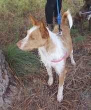 KOKI, Hund, Podenco-Mix in Spanien - Bild 2