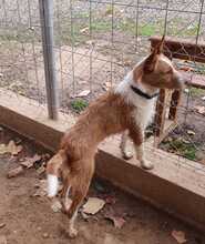 KOKI, Hund, Podenco-Mix in Spanien - Bild 3