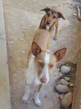 KOKI, Hund, Podenco-Mix in Spanien - Bild 4