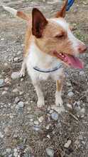 KOKI, Hund, Podenco-Mix in Spanien - Bild 5