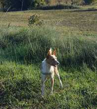 KOKI, Hund, Podenco-Mix in Spanien - Bild 6