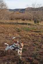 KOKI, Hund, Podenco-Mix in Spanien - Bild 7