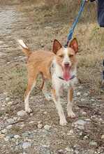 KOKI, Hund, Podenco-Mix in Spanien - Bild 8