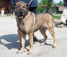 LAJOSKA, Hund, Mischlingshund in Ungarn