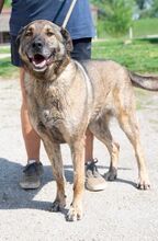 LAJOSKA, Hund, Mischlingshund in Ungarn - Bild 4