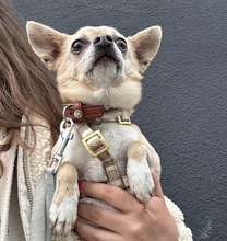 LENNOX, Hund, Chihuahua in München