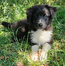 VANNI, Hund, Mischlingshund in Ungarn