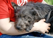 LUCY, Hund, Pumi in Ungarn
