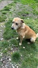 SANCHO, Hund, Mischlingshund in Rumänien