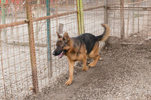 CLINT, Hund, Deutscher Schäferhund-Mix in Kroatien - Bild 1