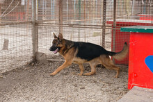 CLINT, Hund, Deutscher Schäferhund-Mix in Kroatien - Bild 2