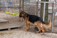 CLINT, Hund, Deutscher Schäferhund-Mix in Kroatien - Bild 3