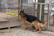 CLINT, Hund, Deutscher Schäferhund-Mix in Kroatien - Bild 4