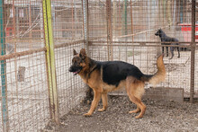 CLINT, Hund, Deutscher Schäferhund-Mix in Kroatien - Bild 5