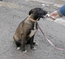 KOFI, Hund, Mischlingshund in Bulgarien