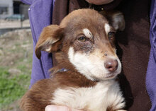 ELIJAH, Hund, Mischlingshund in Bulgarien