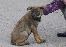 ETIENNE, Hund, Mischlingshund in Bulgarien