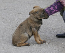 ETIENNE, Hund, Mischlingshund in Bulgarien - Bild 2