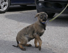 ETIENNE, Hund, Mischlingshund in Bulgarien - Bild 3