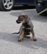 ETIENNE, Hund, Mischlingshund in Bulgarien - Bild 4