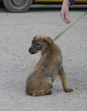 ETIENNE, Hund, Mischlingshund in Bulgarien - Bild 5