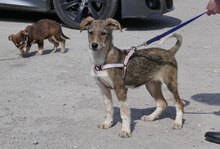 JOGA, Hund, Mischlingshund in Bulgarien