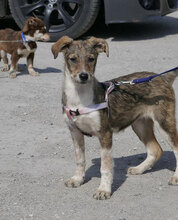 JOGA, Hund, Mischlingshund in Bulgarien - Bild 2